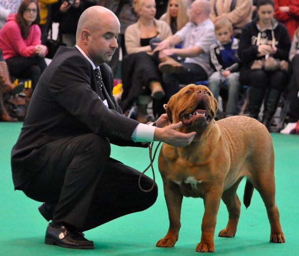 Indy crufts.jpg